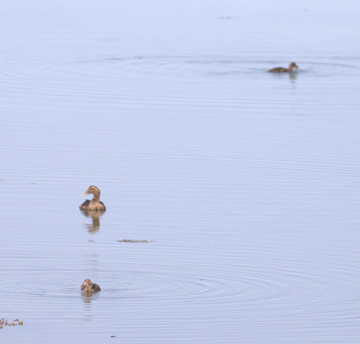 Common Eider - ML622249956