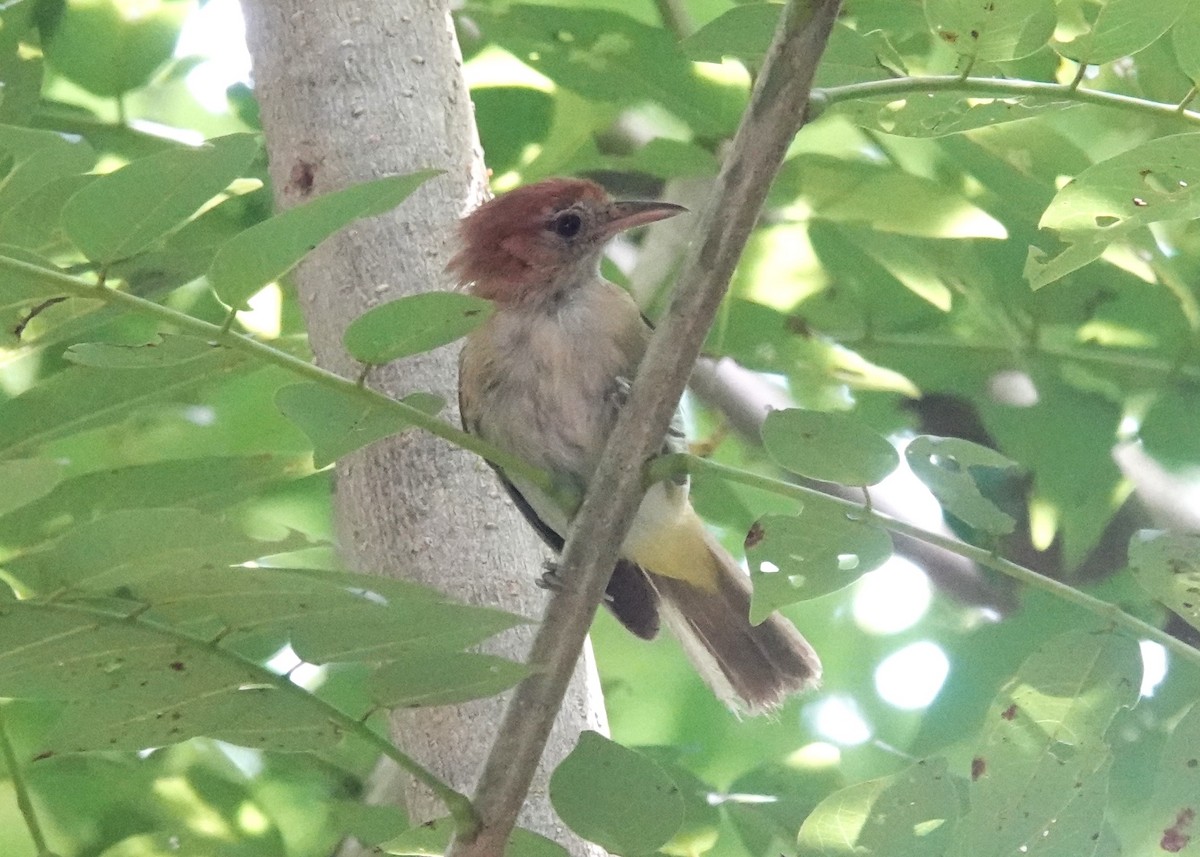 Rufous-naped Greenlet - ML622249960