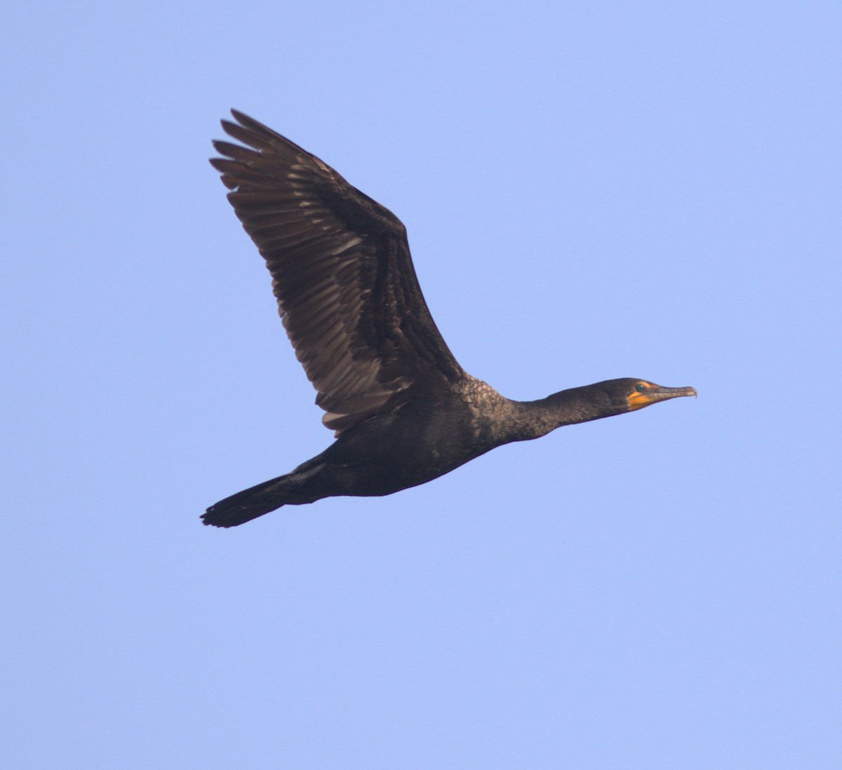 Double-crested Cormorant - ML622249964