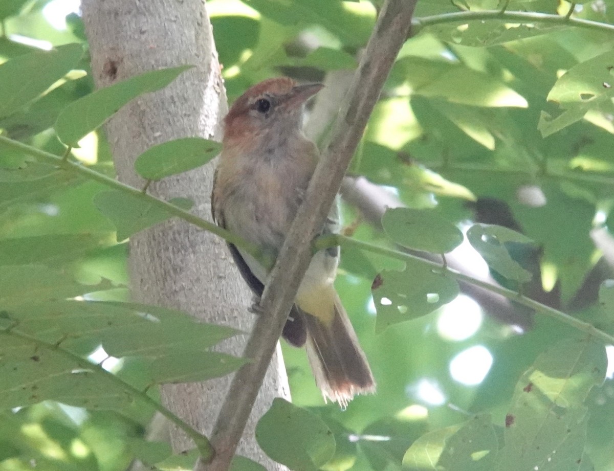 Rufous-naped Greenlet - ML622249968