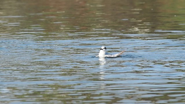 Forster's Tern - ML622249987