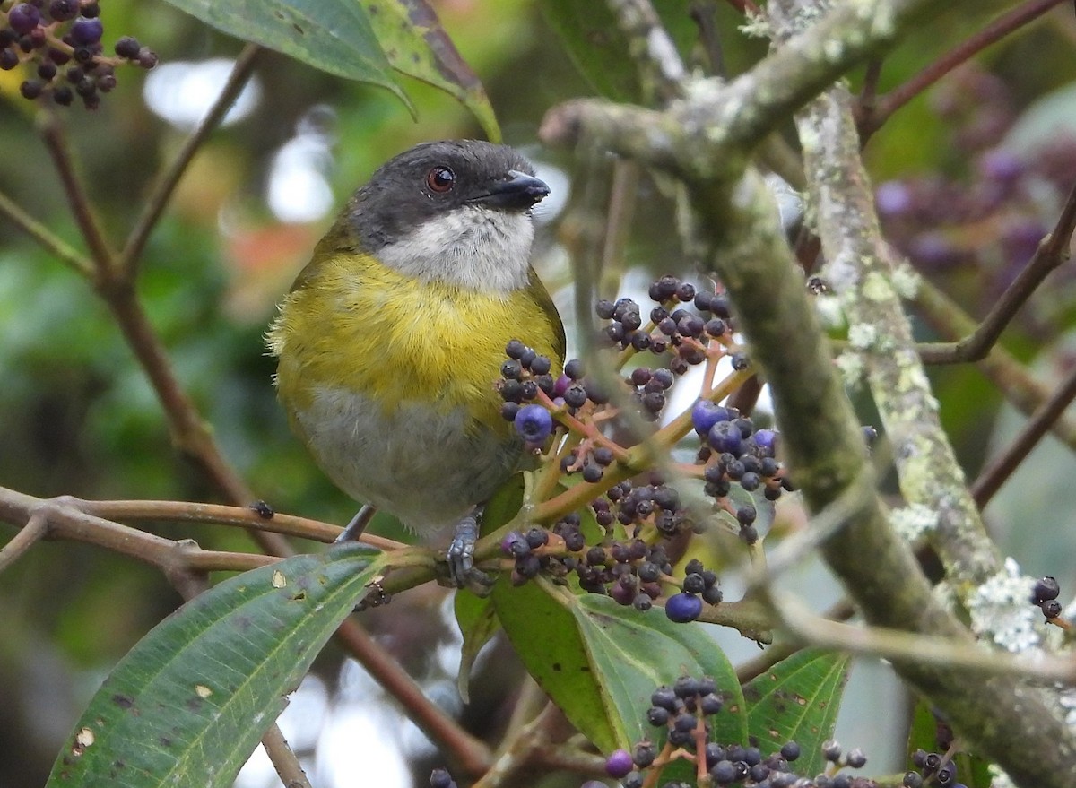 Common Chlorospingus (Northern Andes) - Ed Kwater