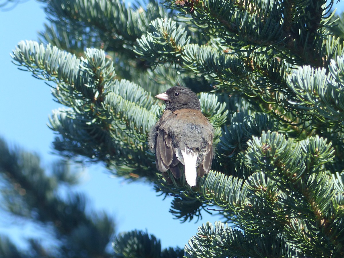 Dark-eyed Junco - Carolyn Wilcox