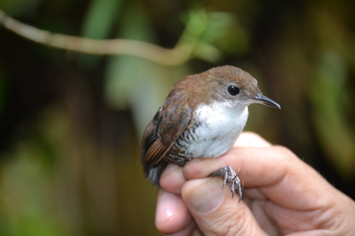 Scaly-breasted Wren - ML622250253