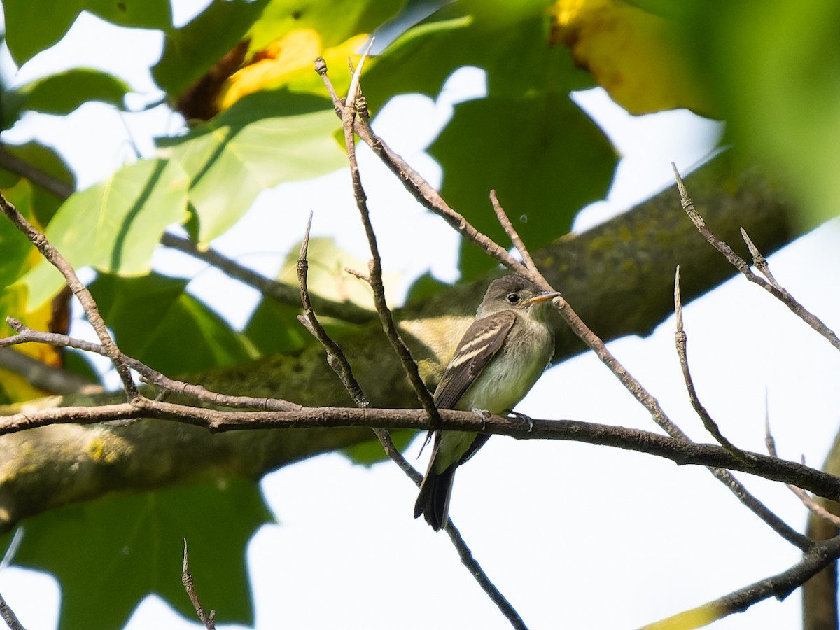 Eastern Wood-Pewee - ML622250330