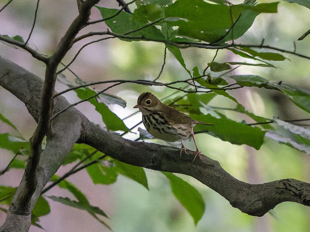 Ovenbird - ML622250334