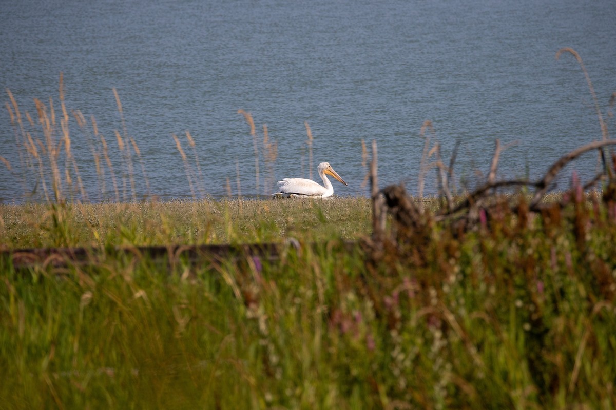 American White Pelican - ML622250355