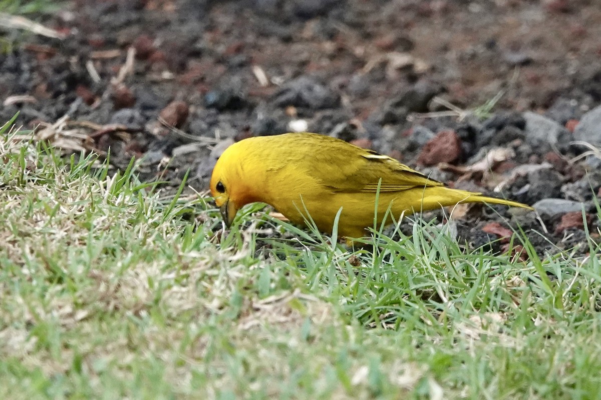 Saffron Finch - ML622250357