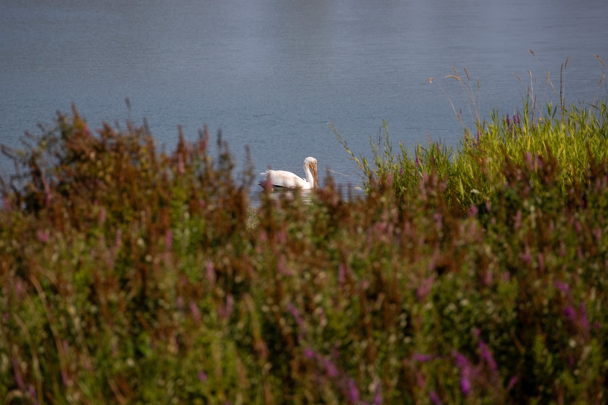 American White Pelican - ML622250358