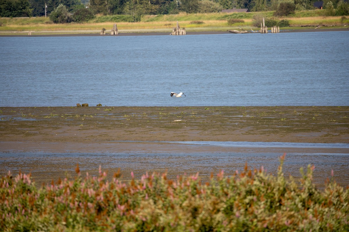 American White Pelican - ML622250366