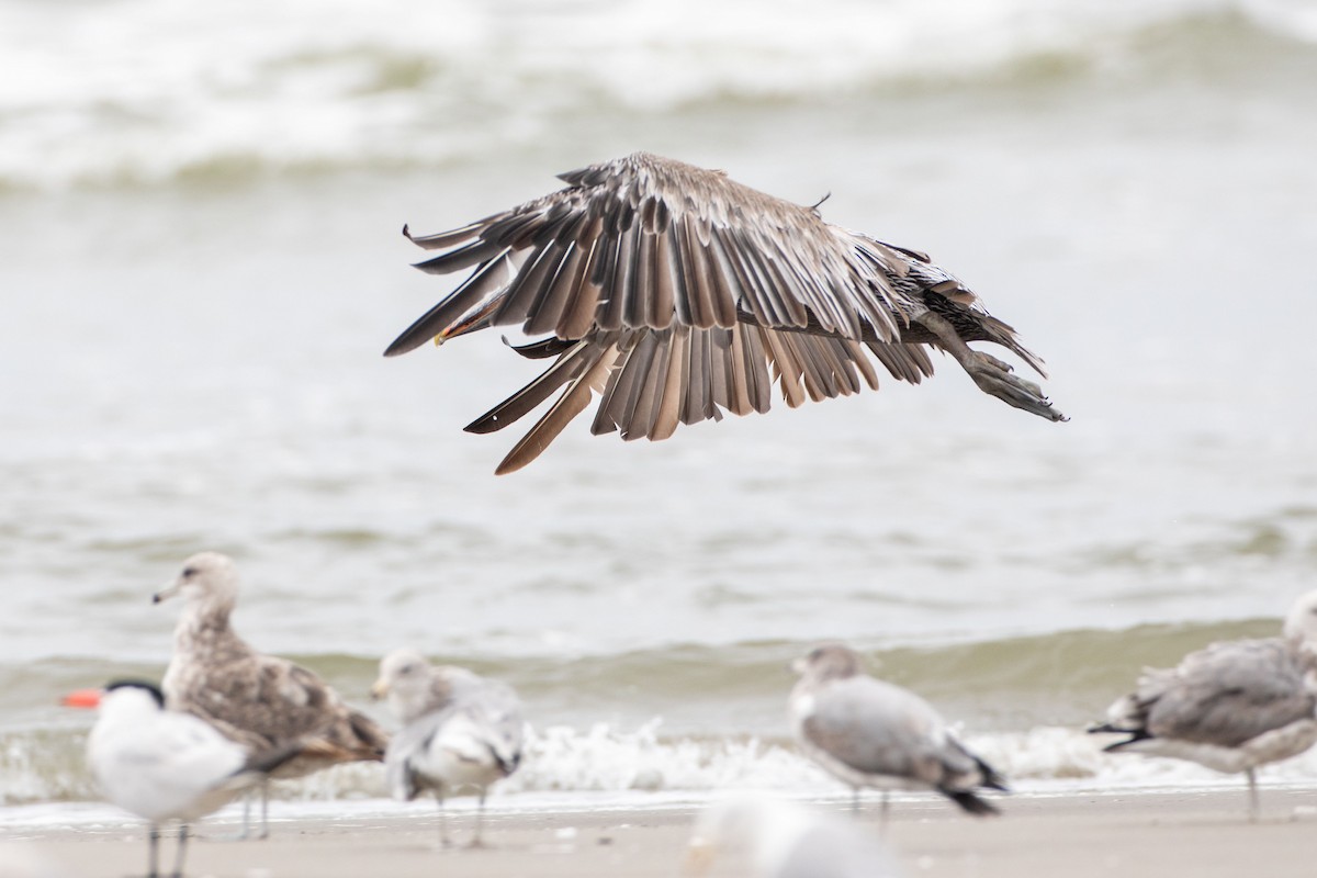 Brown Pelican - ML622250377