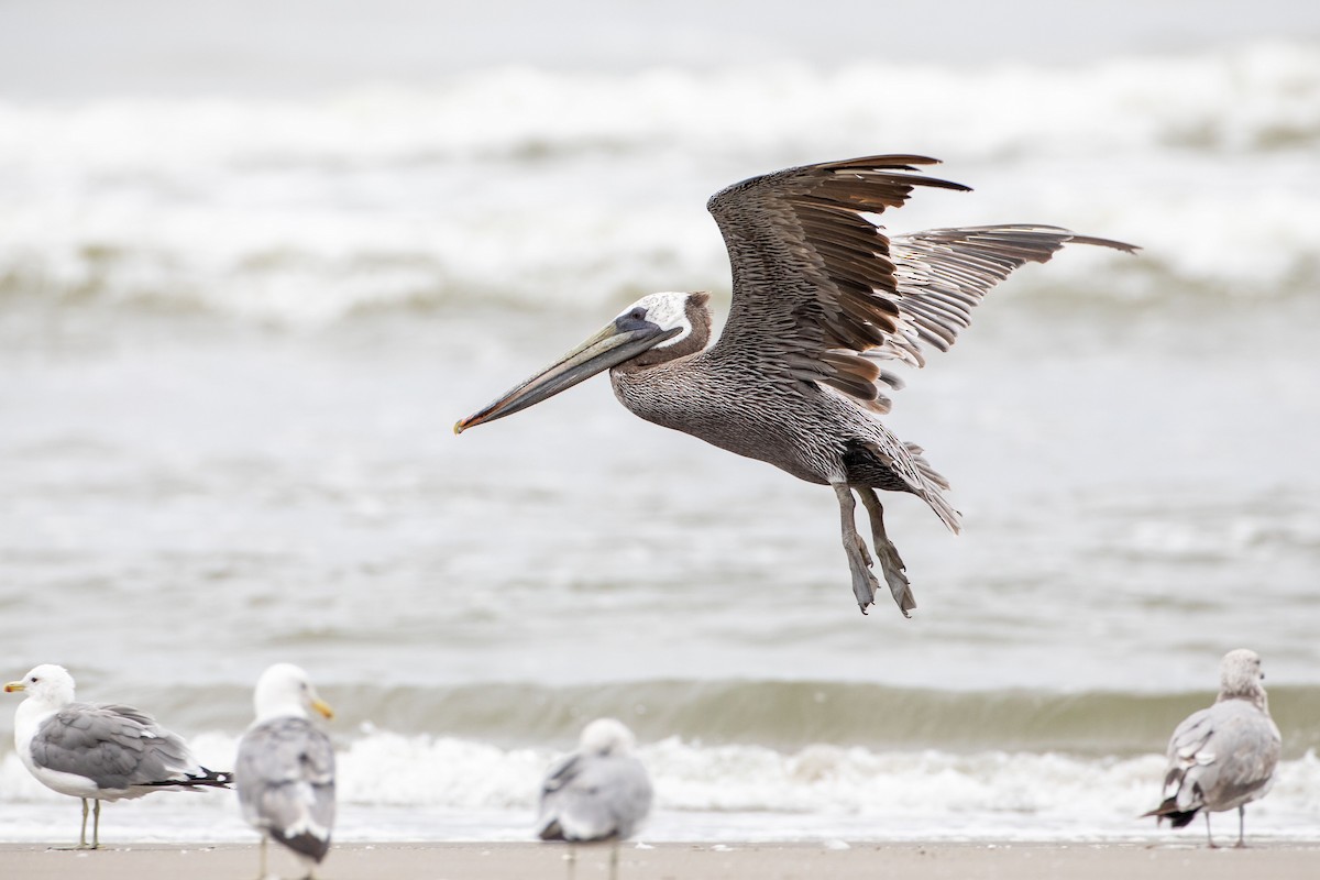 Brown Pelican - ML622250381