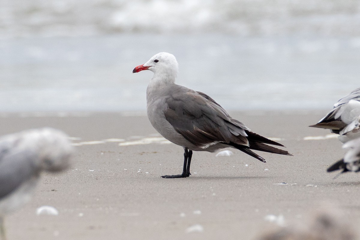 Heermann's Gull - ML622250382