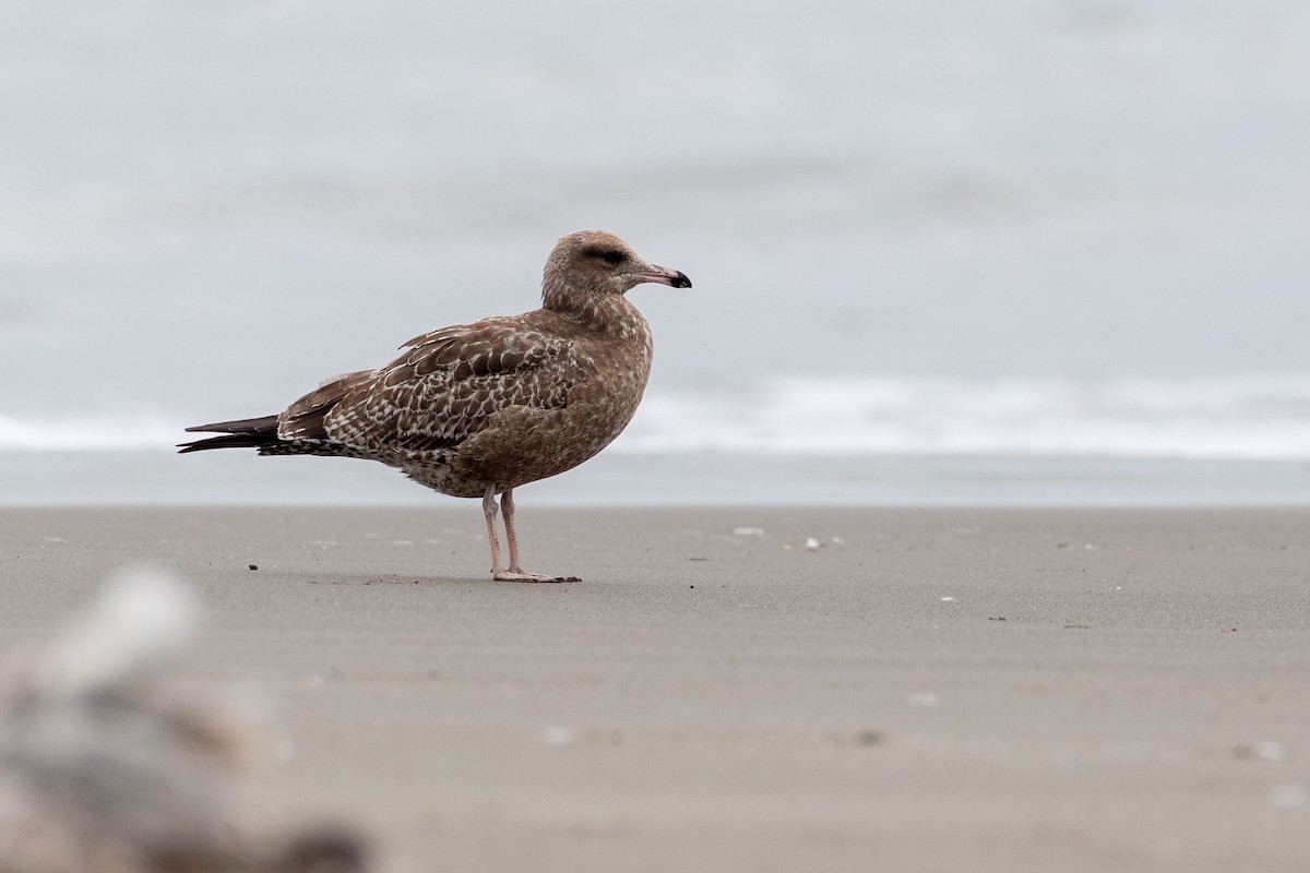 California Gull - ML622250385