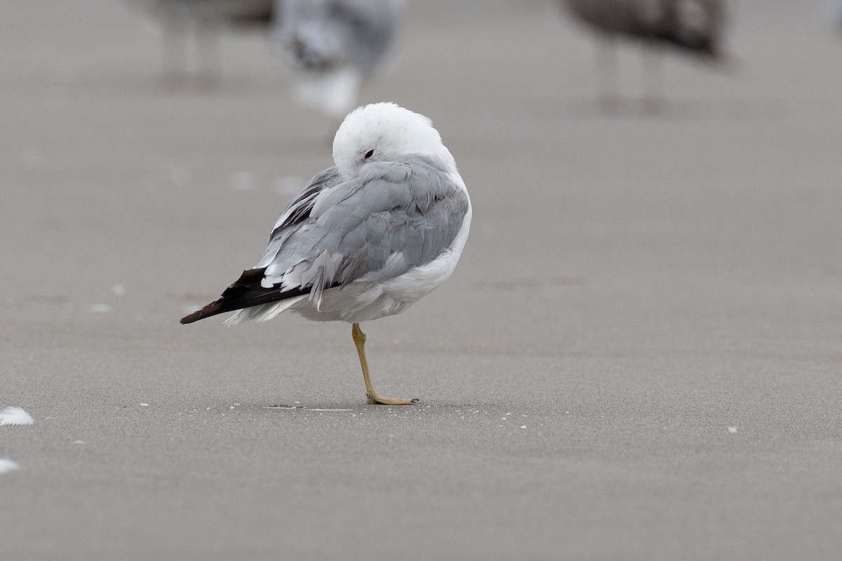 California Gull - ML622250388