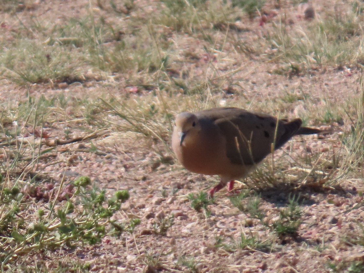 Mourning Dove - ML622250390