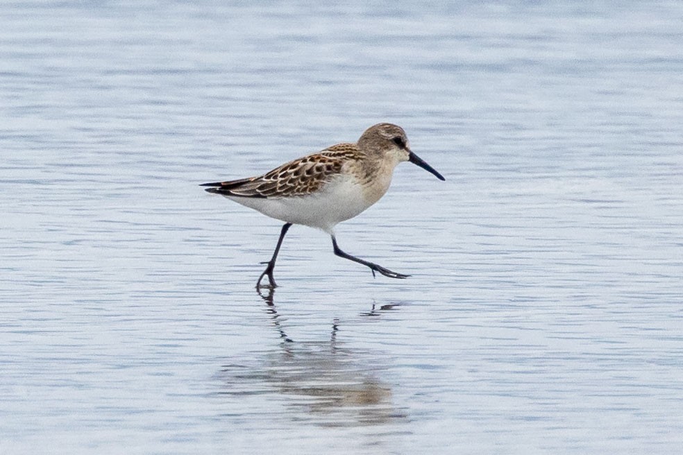 Western Sandpiper - ML622250393