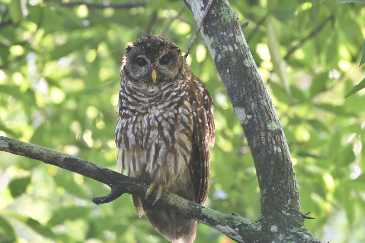 Barred Owl - ML622250397