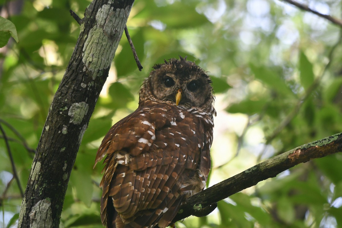 Barred Owl - ML622250398