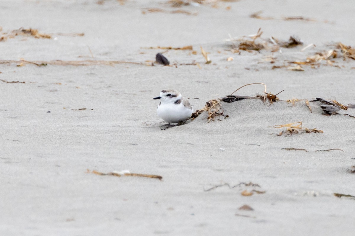 Snowy Plover - ML622250429