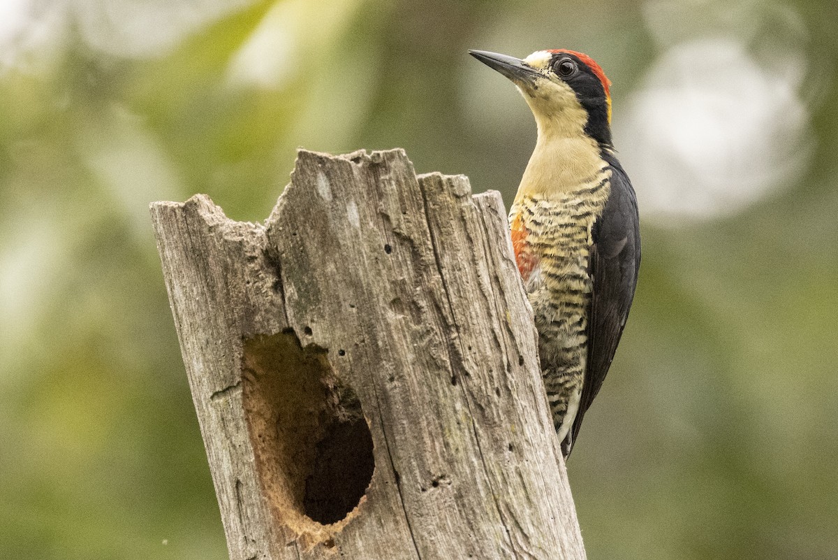 Beautiful Woodpecker - ML622250448