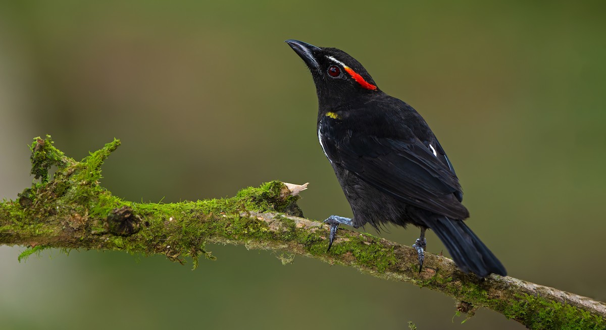 Scarlet-browed Tanager - ML622250450