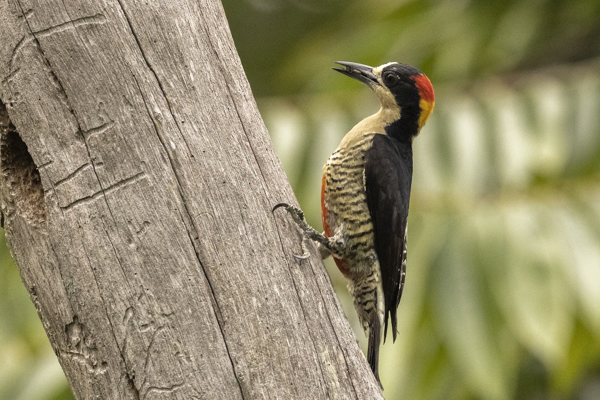 Beautiful Woodpecker - ML622250482