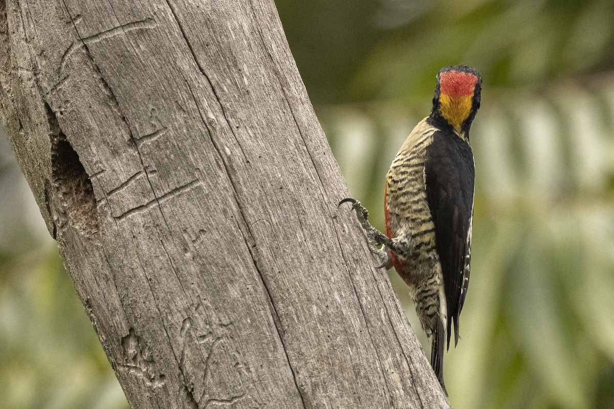 Beautiful Woodpecker - ML622250483