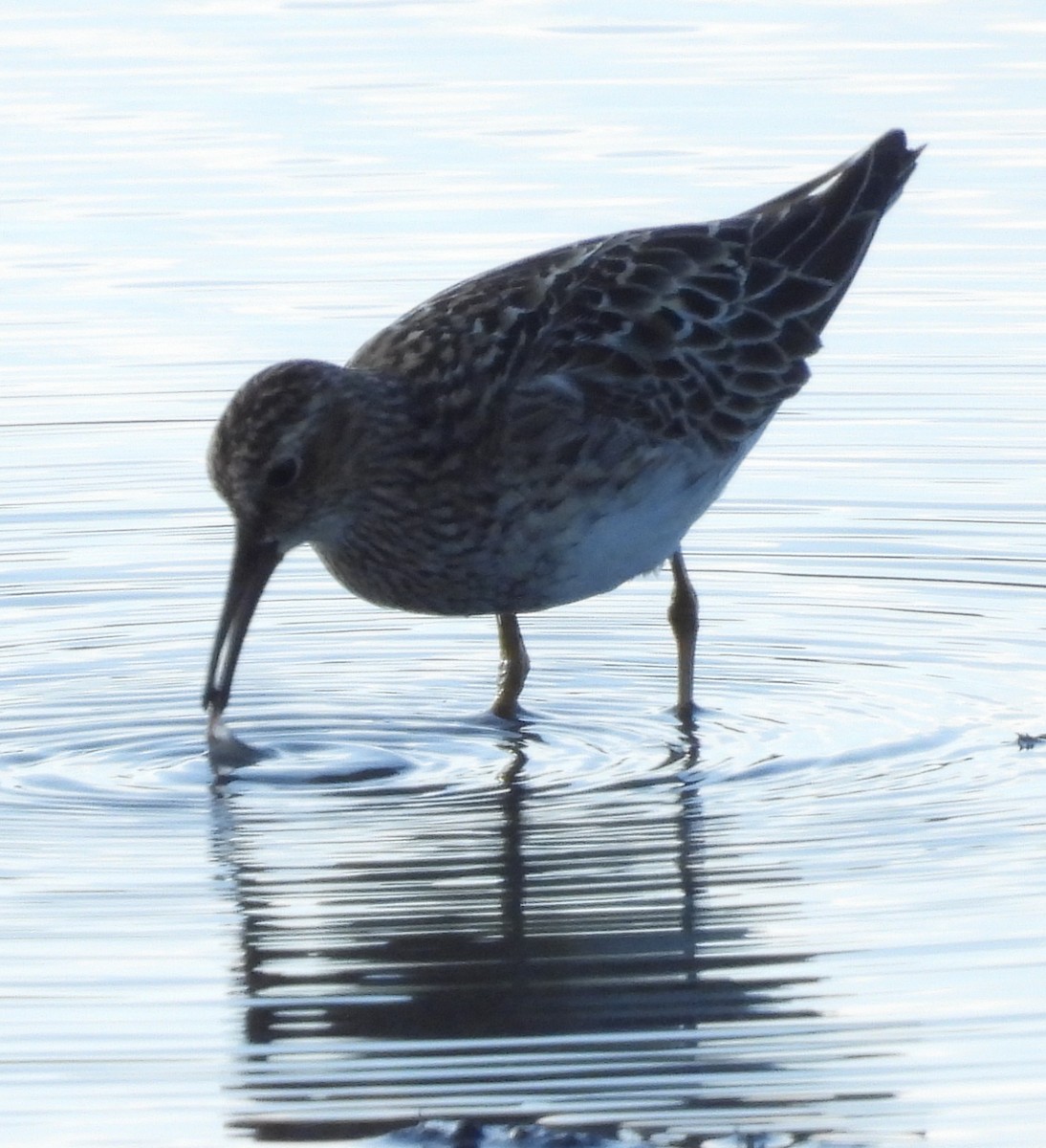 Pectoral Sandpiper - Debbie Segal