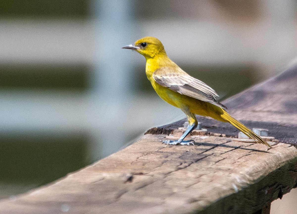 Orchard Oriole - ML622250798