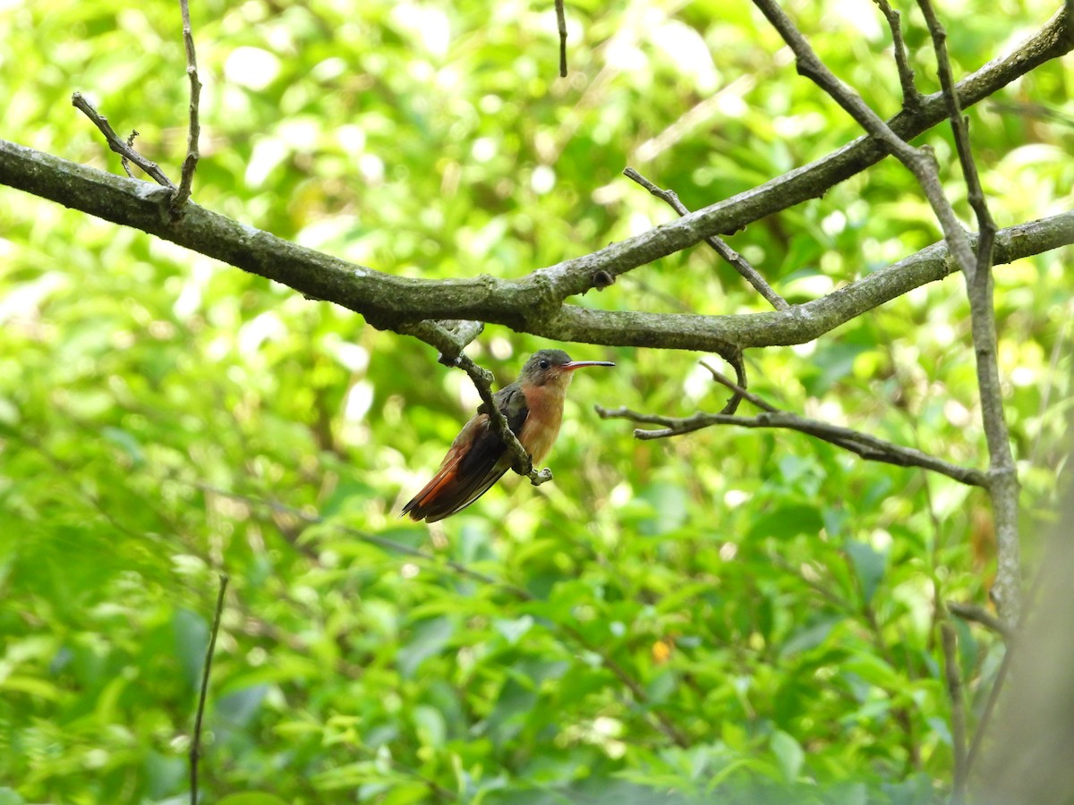 Cinnamon Hummingbird - ML622250858