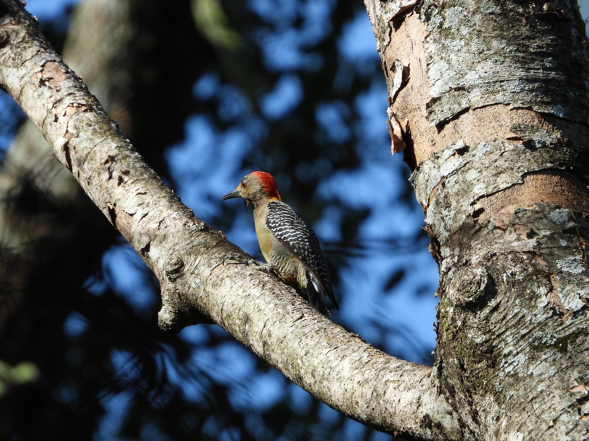 Golden-fronted Woodpecker - ML622250895