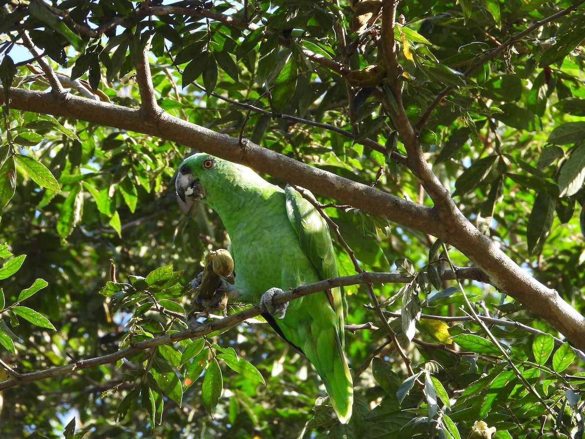 Yellow-naped Parrot - ML622250912