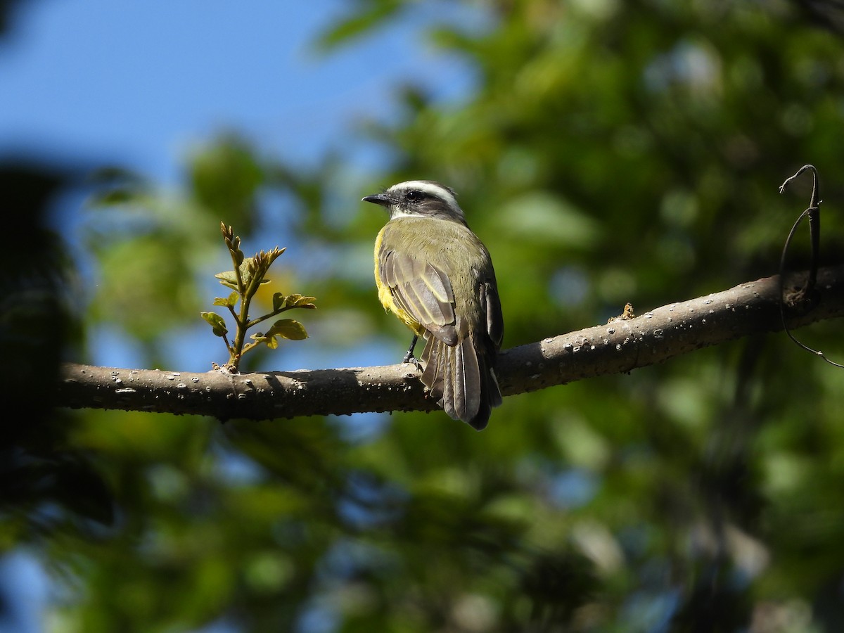 Social Flycatcher - ML622250932