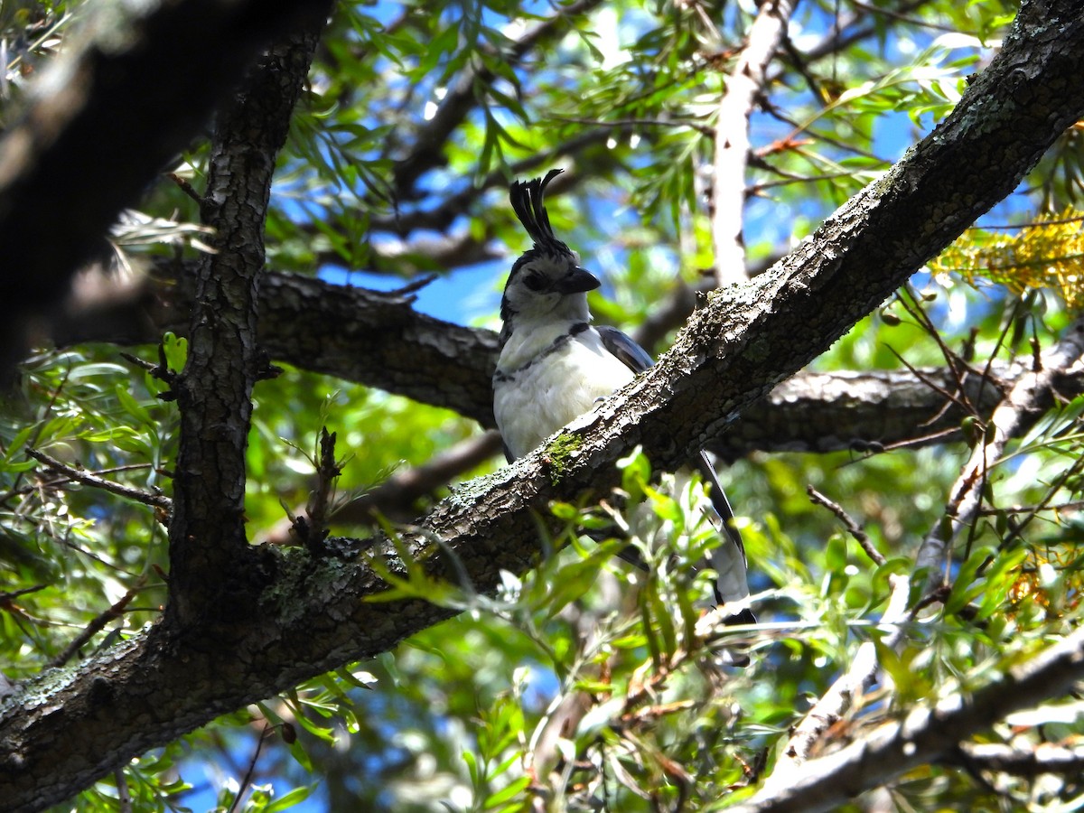 White-throated Magpie-Jay - ML622250933