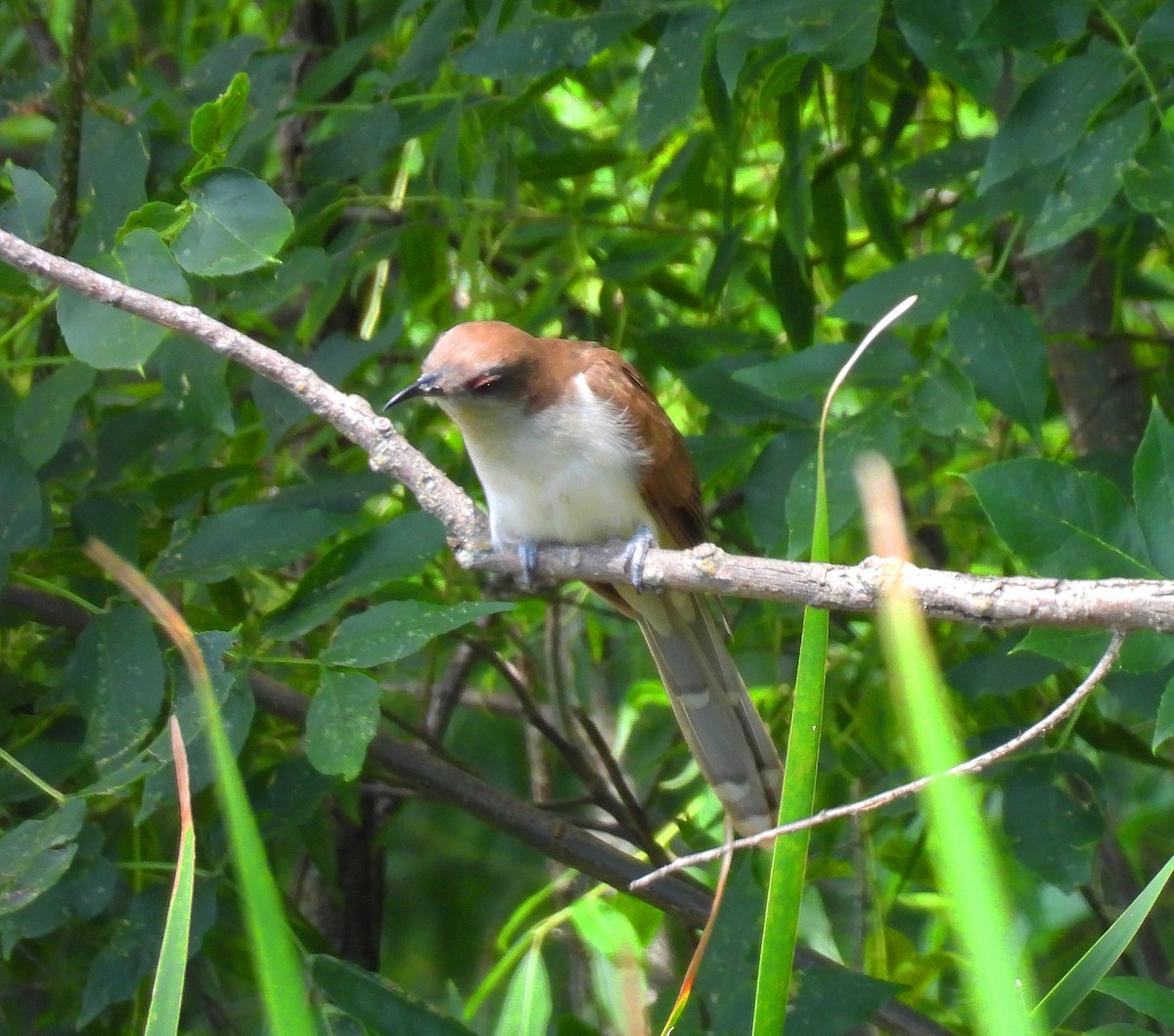 Black-billed Cuckoo - Mick ZERR