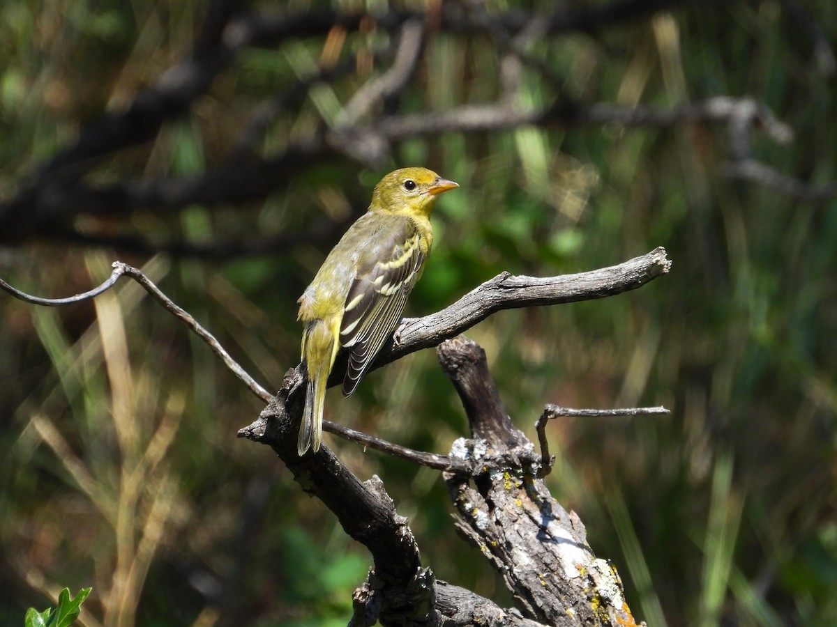 Western Tanager - ML622250963