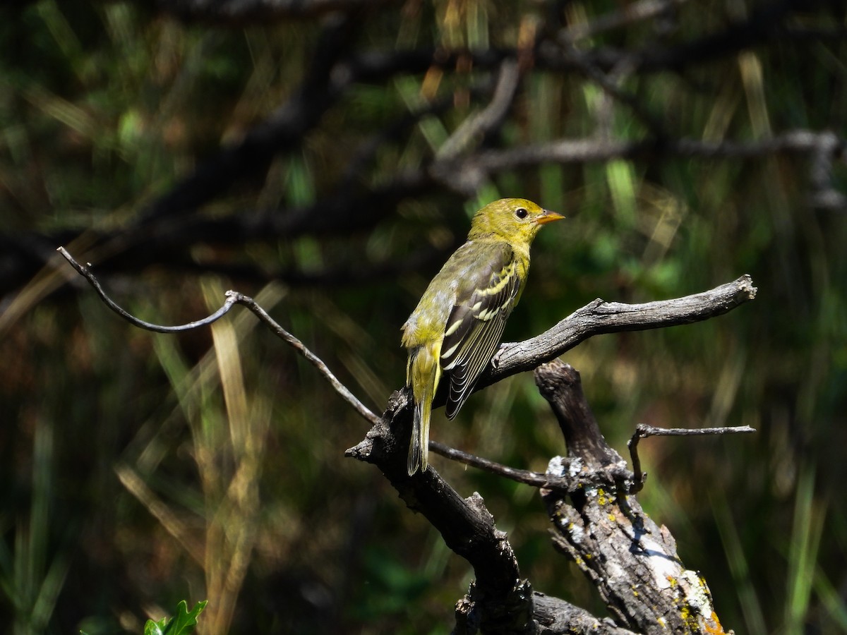 Western Tanager - ML622250964