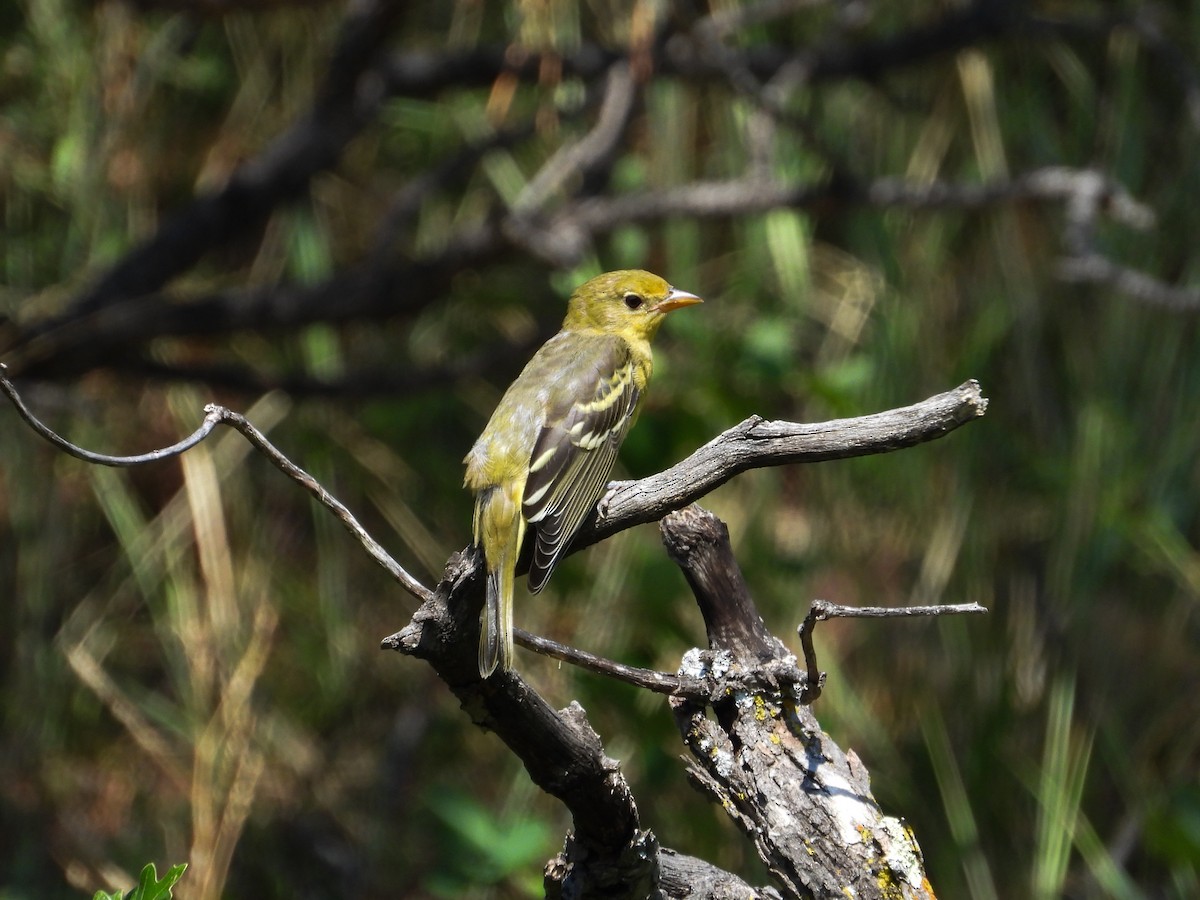 Western Tanager - ML622250965