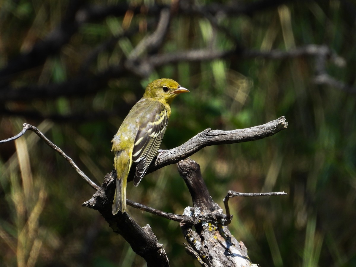 Western Tanager - ML622250966