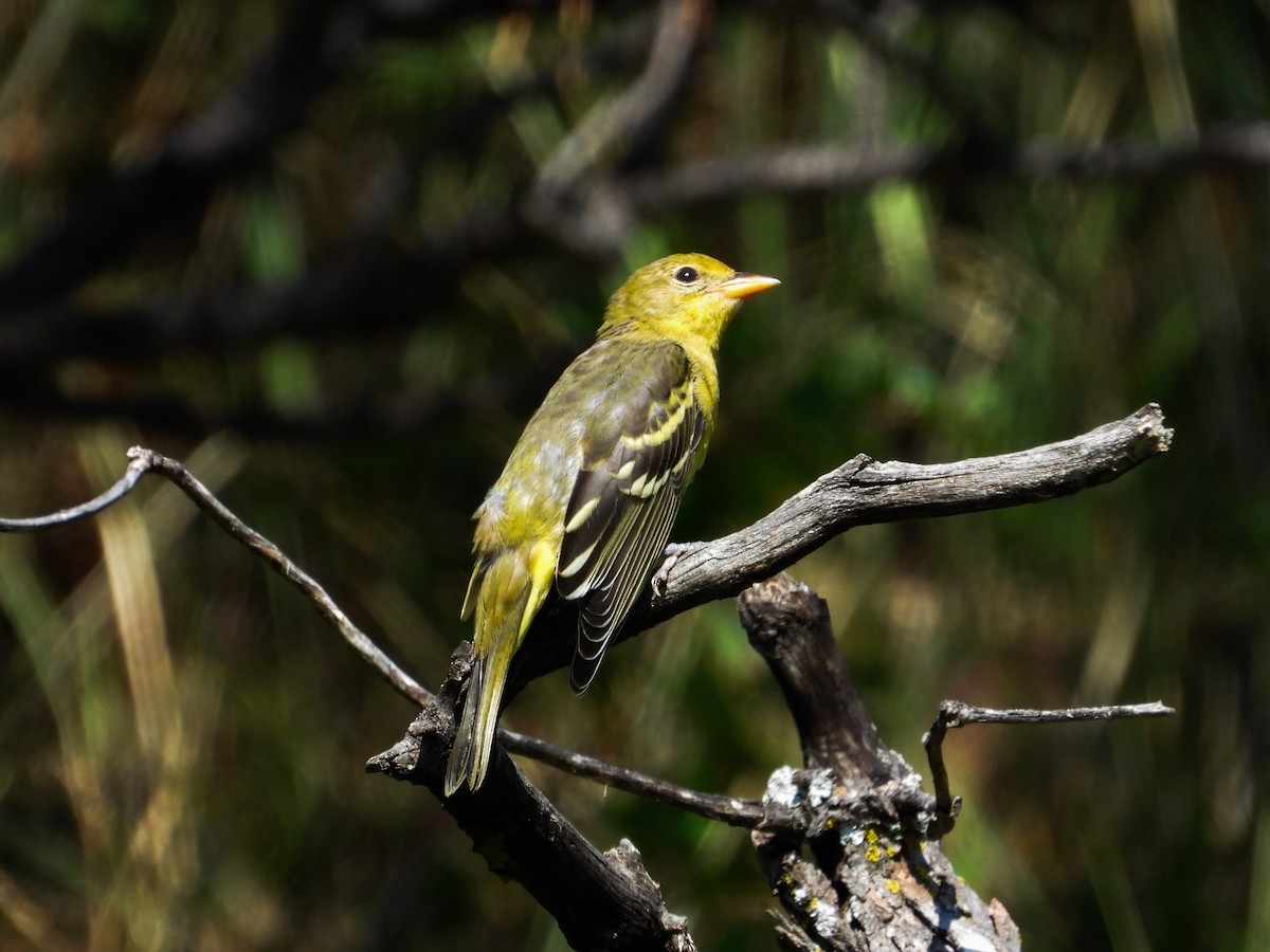 Western Tanager - ML622250967