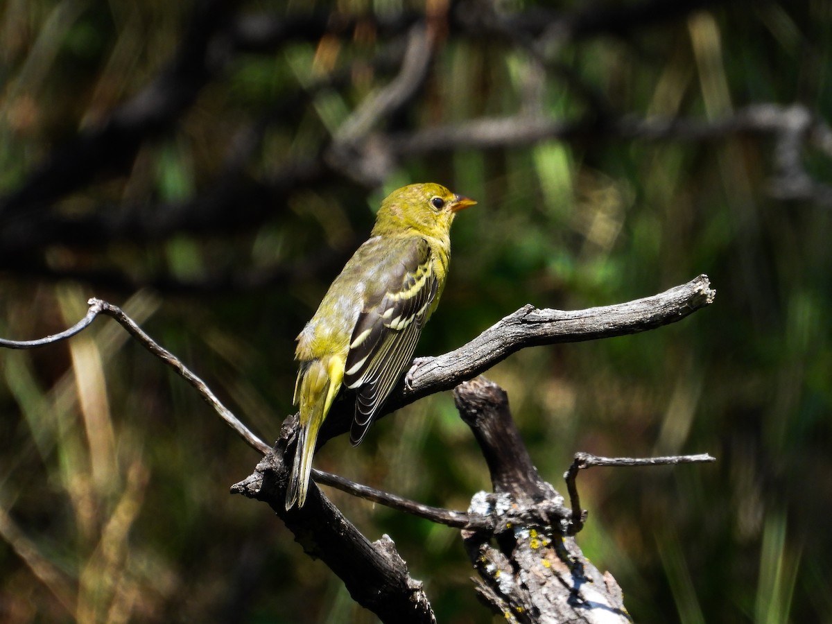 Western Tanager - ML622250968