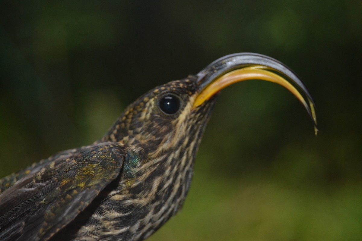 Buff-tailed Sicklebill - ML622250976