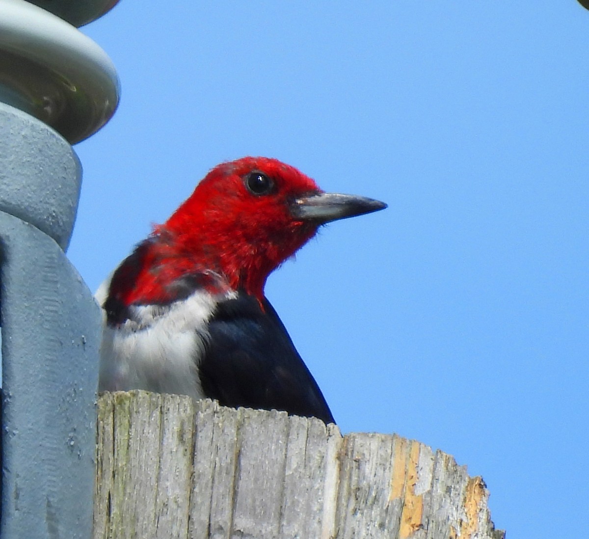 Red-headed Woodpecker - ML622250991