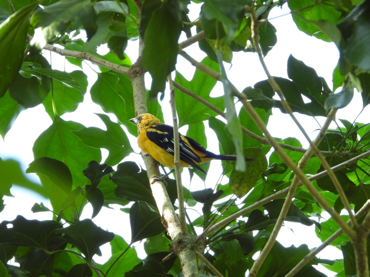 Spot-breasted Oriole - ML622250994