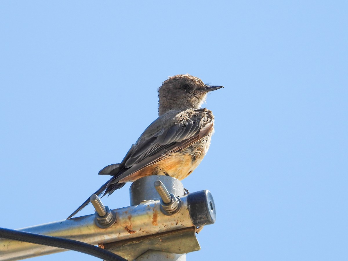 Say's Phoebe - ML622250996