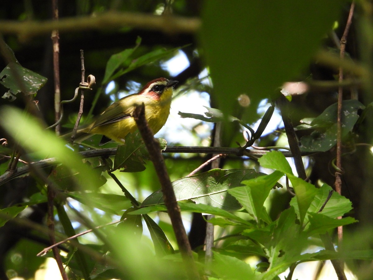 Chestnut-capped Warbler - ML622251001