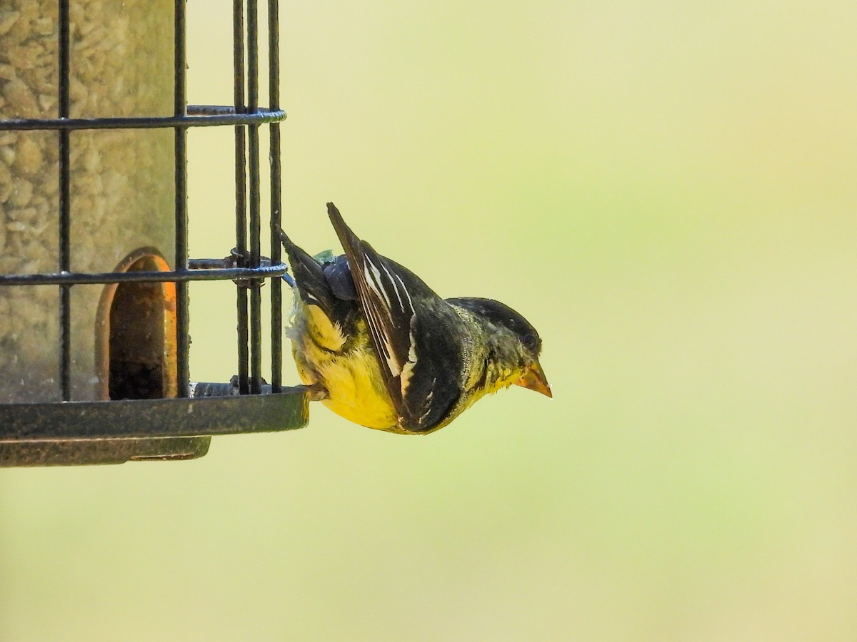 Lesser Goldfinch - ML622251003