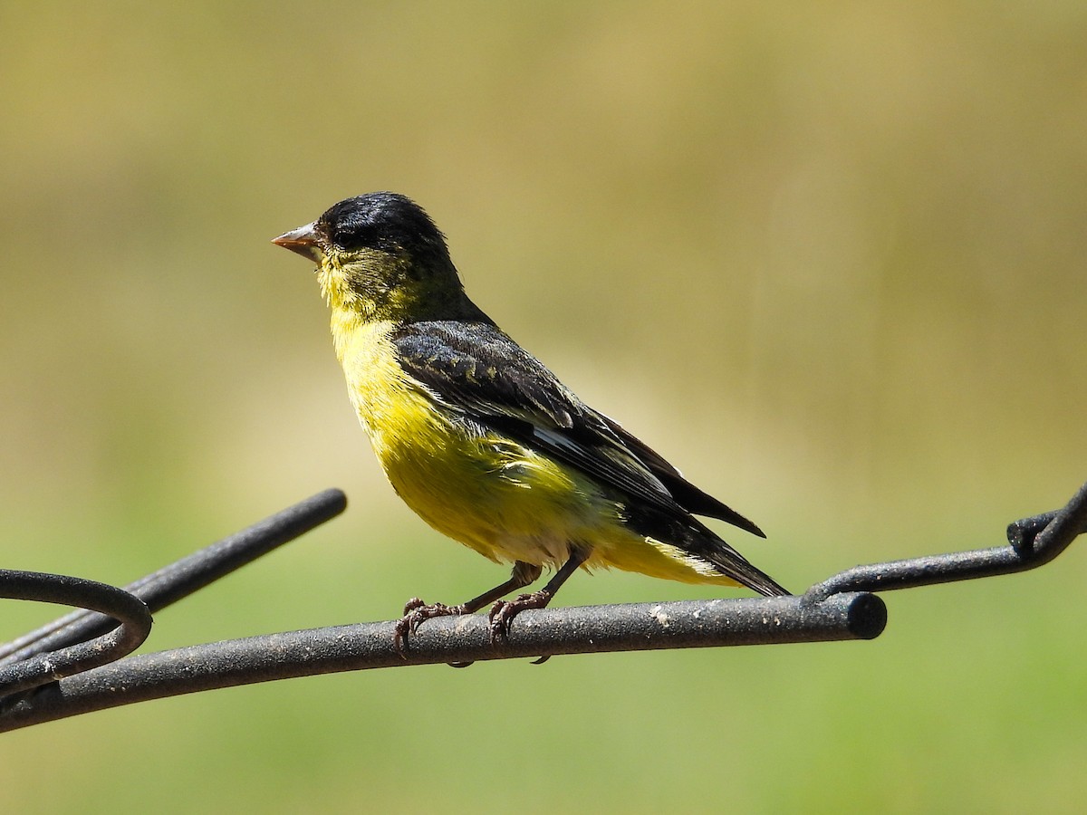 Lesser Goldfinch - ML622251004