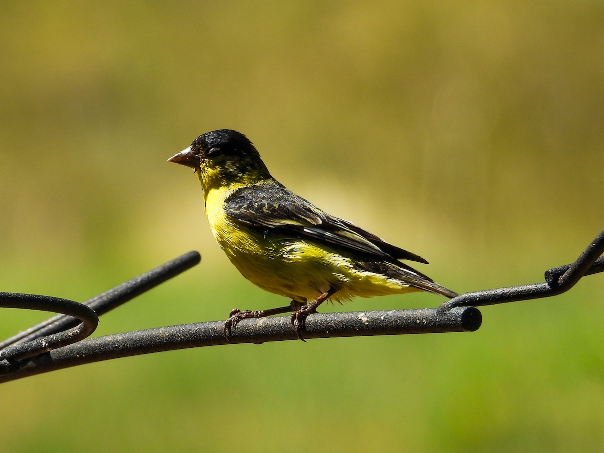 Lesser Goldfinch - ML622251006